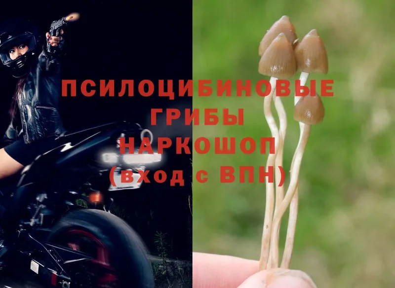 как найти наркотики  Заинск  Псилоцибиновые грибы Psilocybine cubensis 